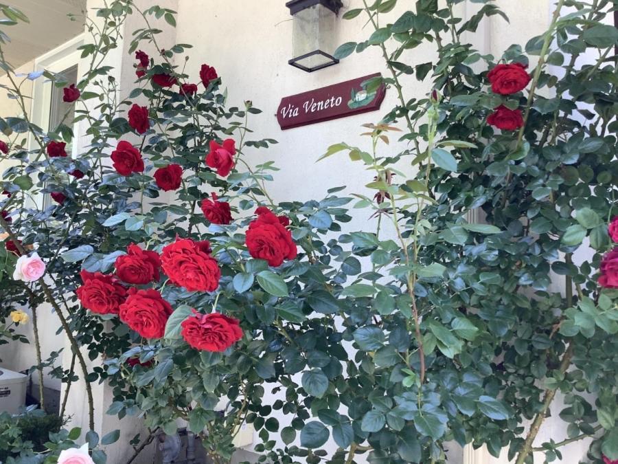 Bed and Breakfast Via Veneto - Old Town Ниагара-он-те-Лейк Экстерьер фото